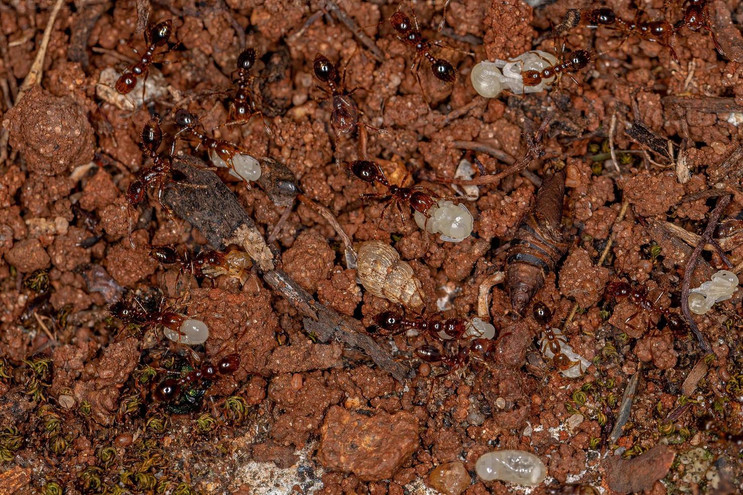 Adult Fire Ants photo