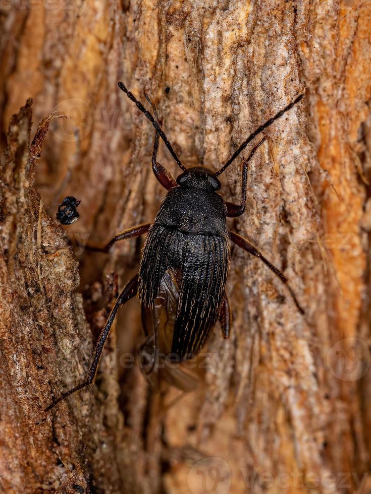 Adult Comb-clawed Darkling Beetle photo