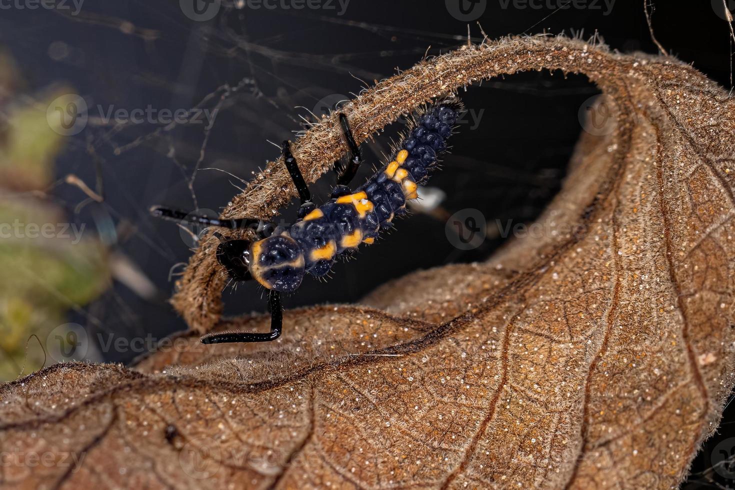 Asian Lady Beetle Larva photo