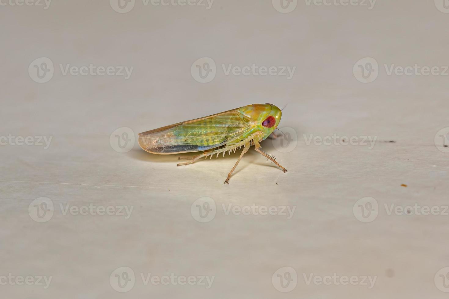 Small adult Typical Leafhopper photo