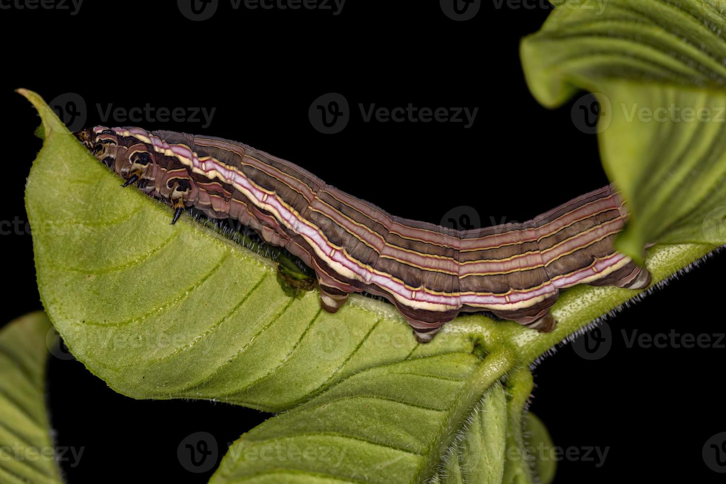 macroglosina esfinge polilla oruga foto