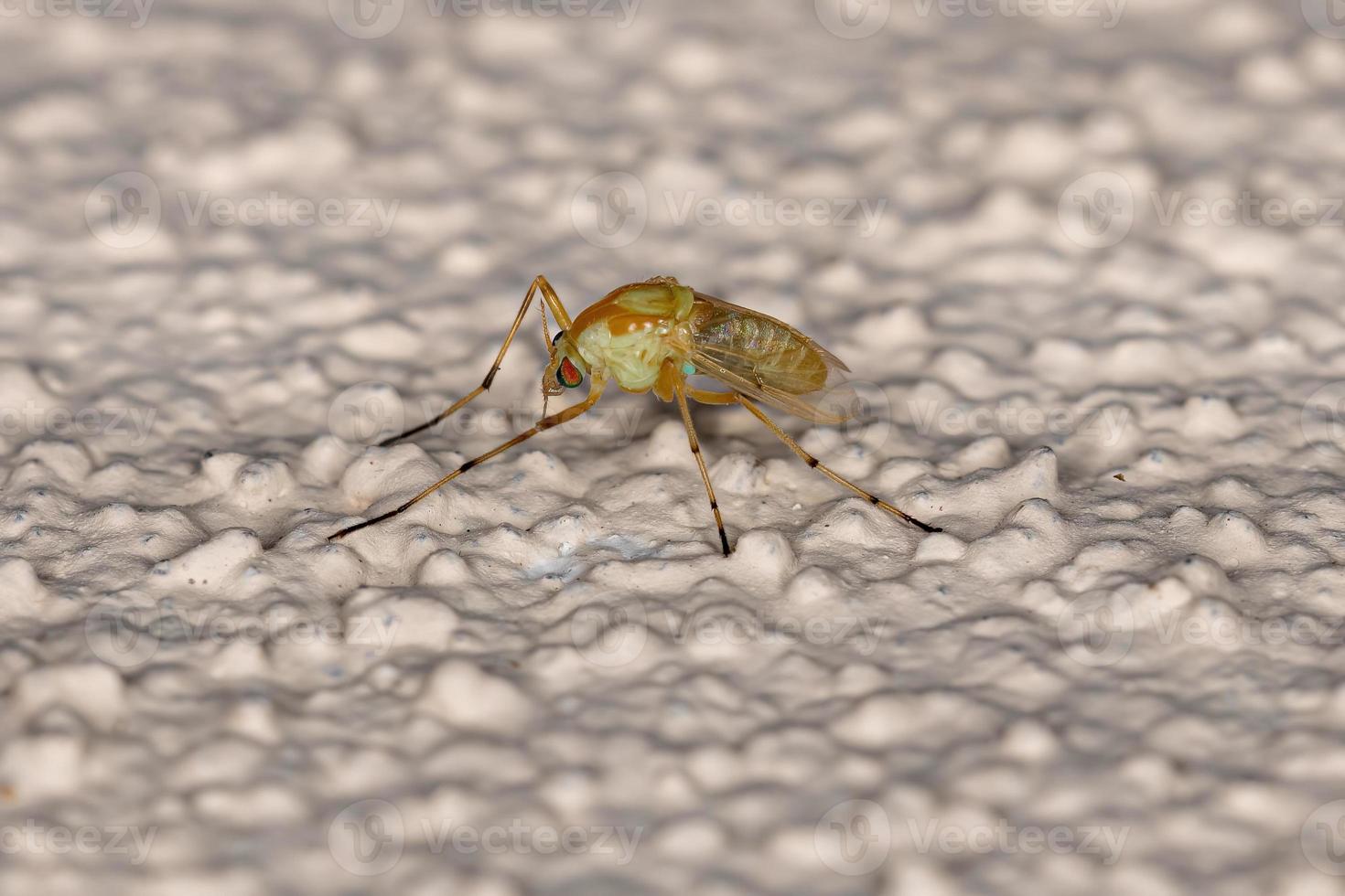 Adult Non-biting Midge photo