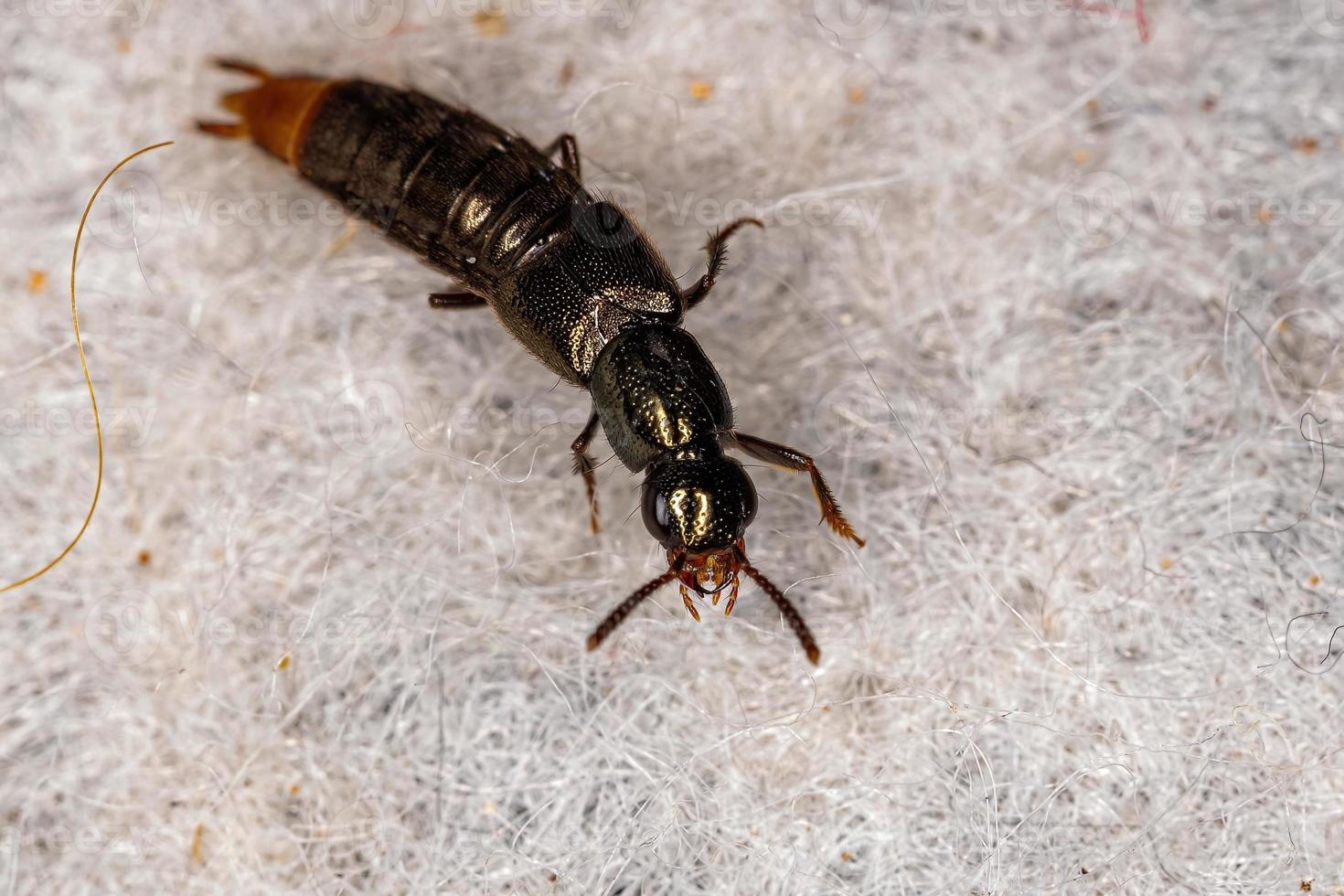 escarabajo adulto foto