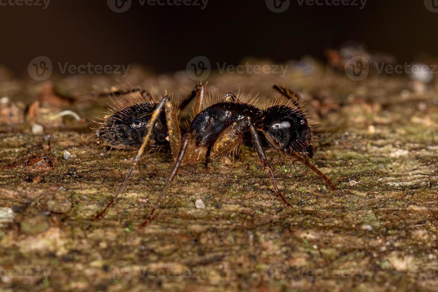 hormiga carpintera hembra adulta foto