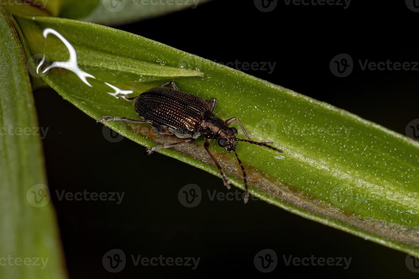 escarabajo adulto foto
