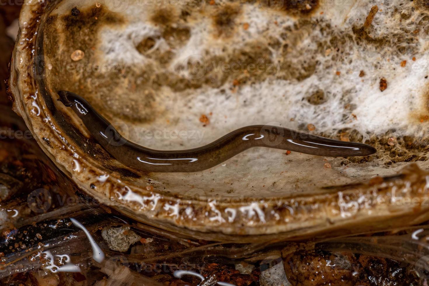 Small Land Planarian Animal photo