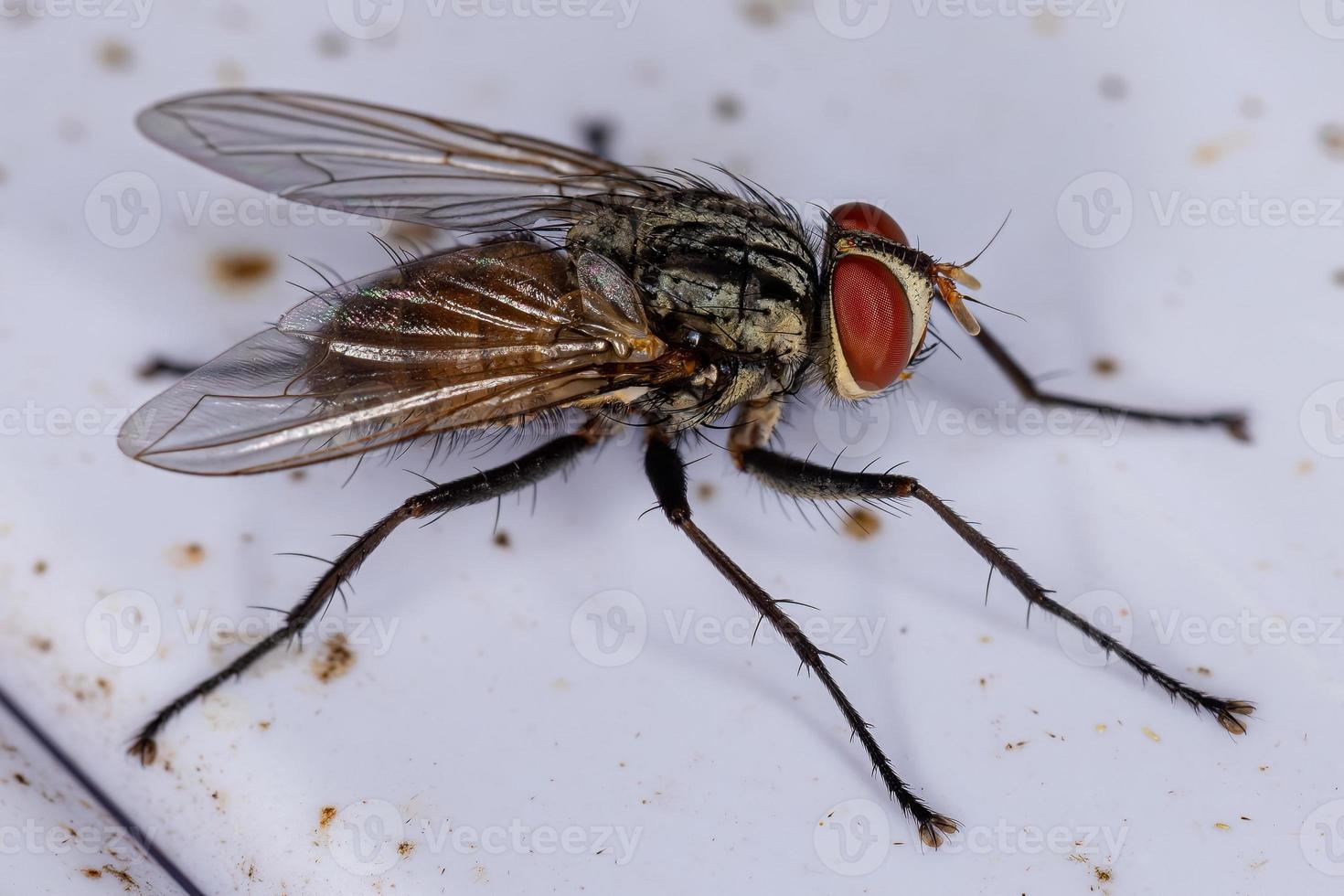 mosca de cerda adulta foto