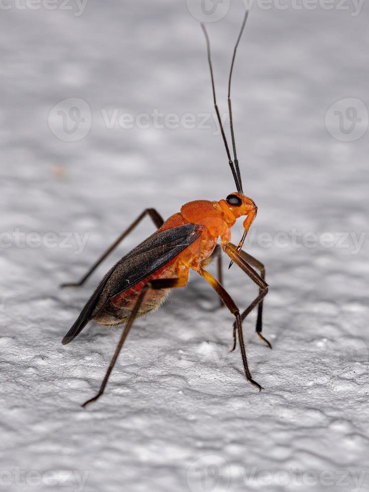 Adult Plant Bug photo