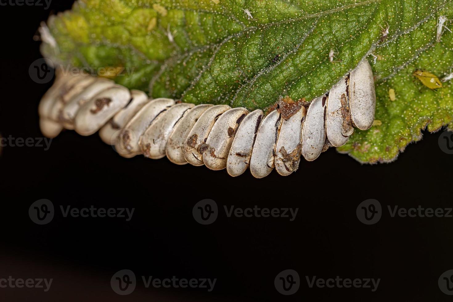 hoja saltamontes huevos eclosionados foto