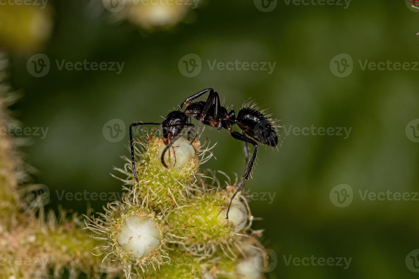 hormiga carpintera hembra adulta foto