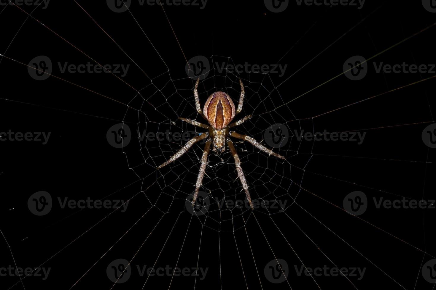 Small Typical Orbweaver photo