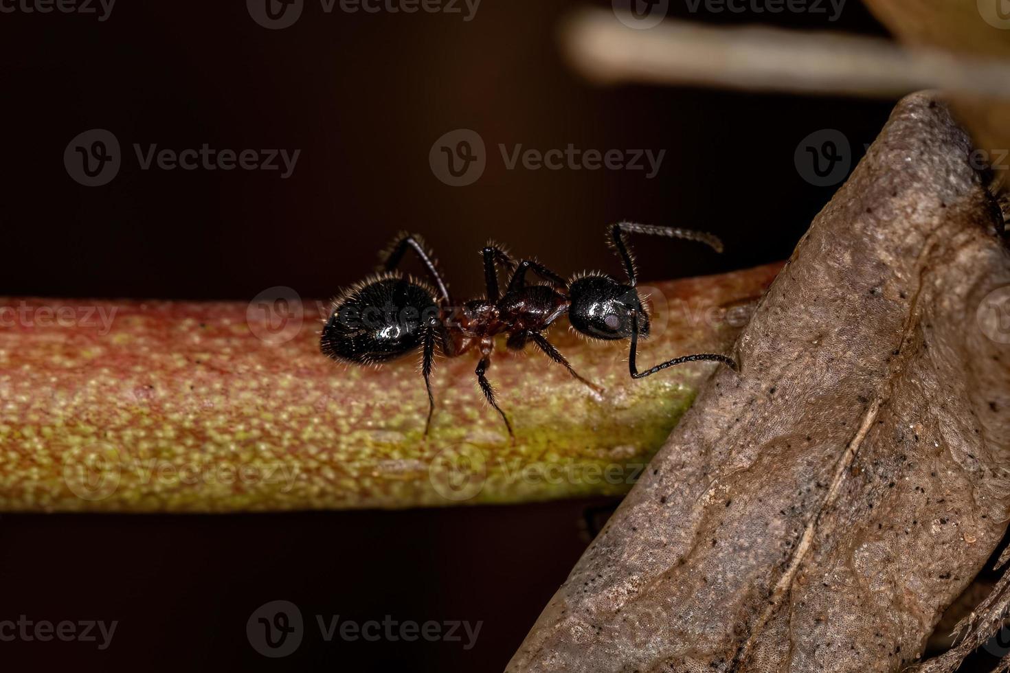 Adult Odorous Ant photo