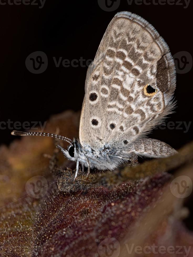 Adult Cramer Scrub Hairstreak Butterfly photo