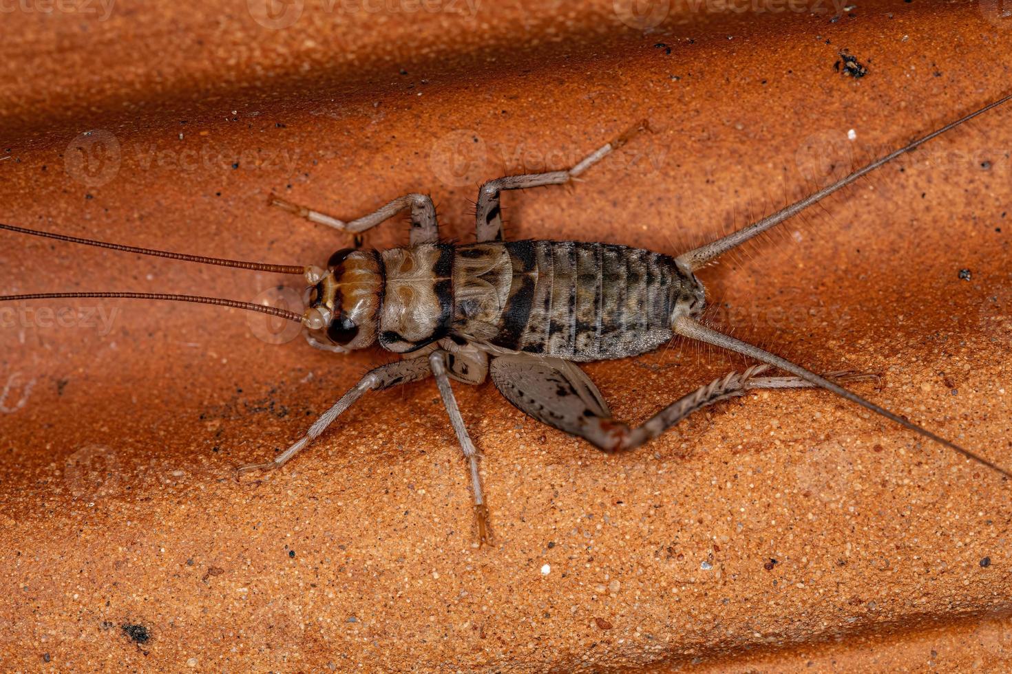 Male Field Cricket photo