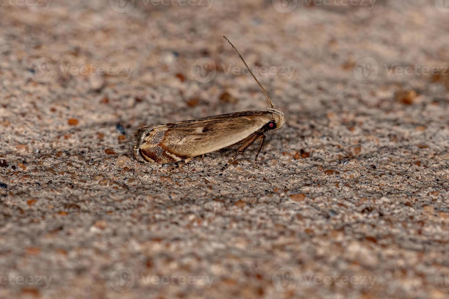 Adult Curved-horn Moth photo