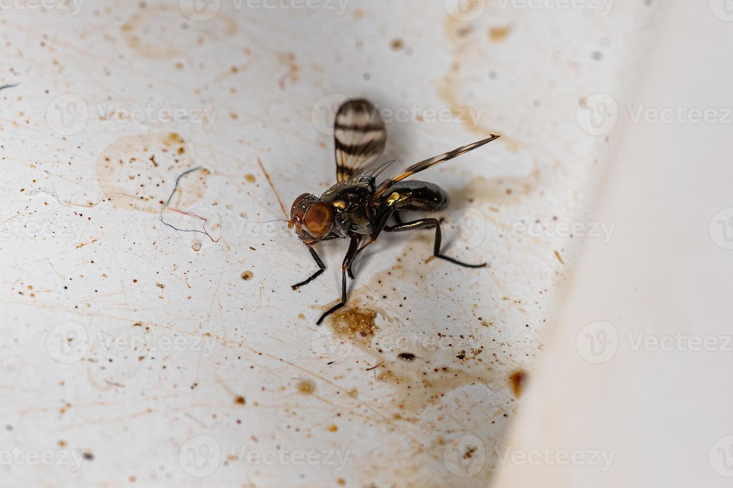 Adult Picture-winged Fly photo