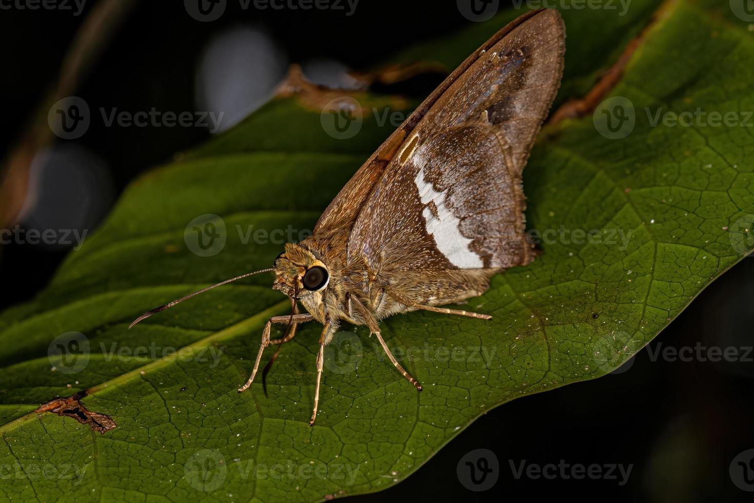 Adult Longtail Butterfly photo