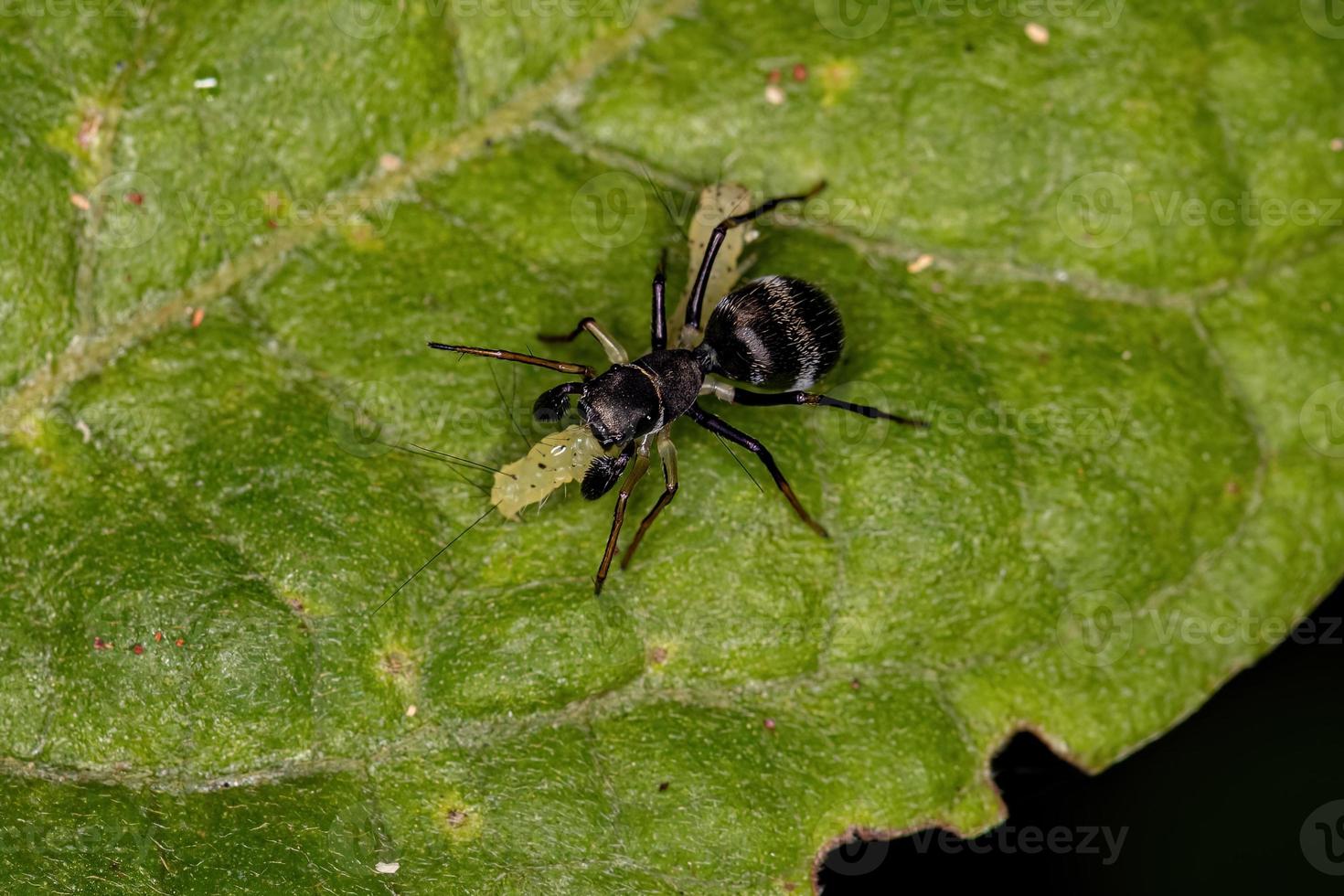 Adult Jumping Spider that mimics carpenter ants photo