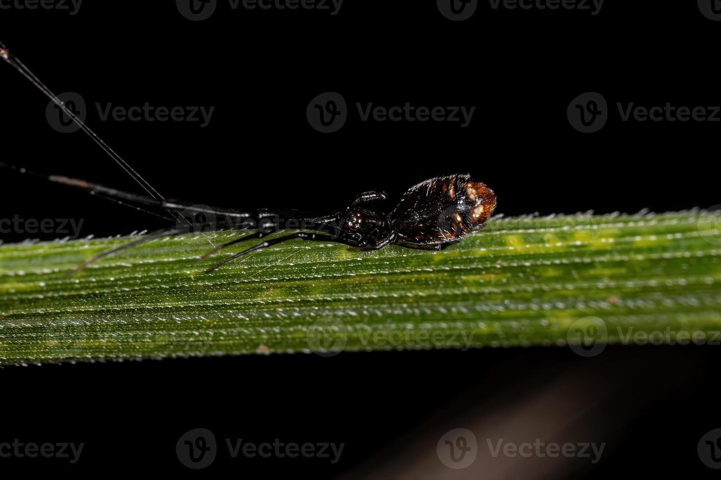 Female Adult Araneoid Spider photo