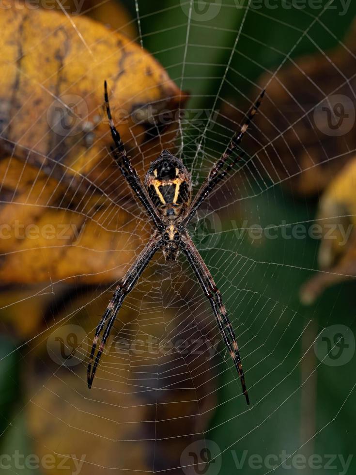 Adult Female Silver Garden Orbweaver photo