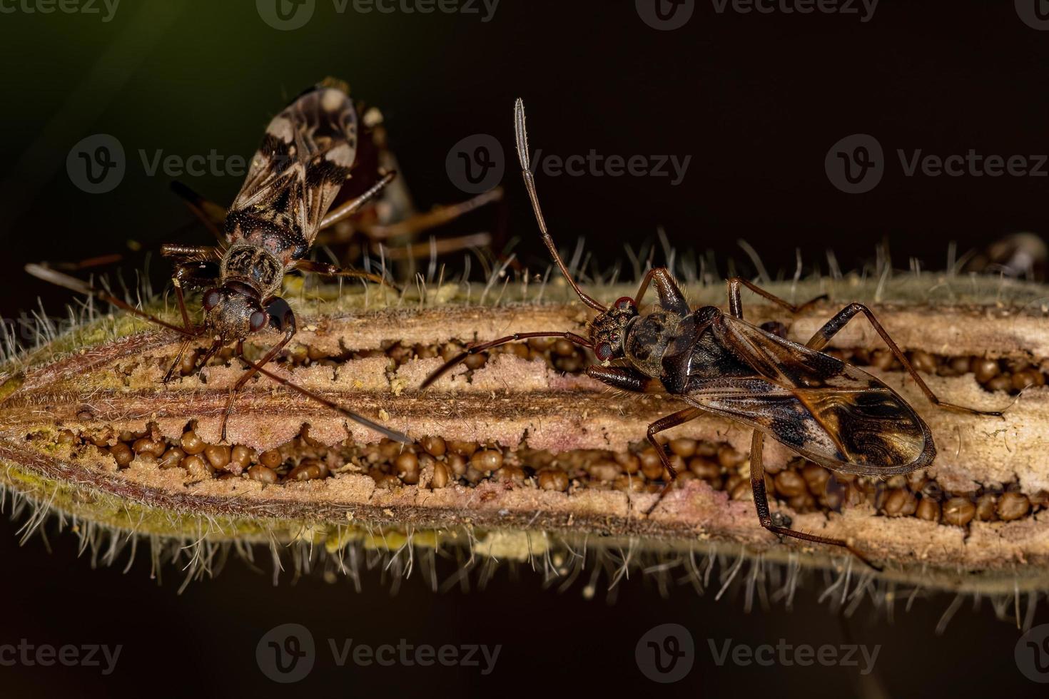 Adult Dirt-colored Seed Bugs photo