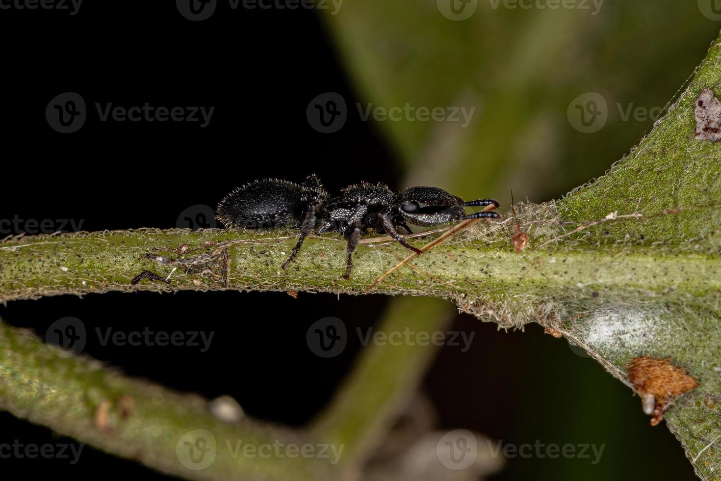 Adult Turtle Ant photo