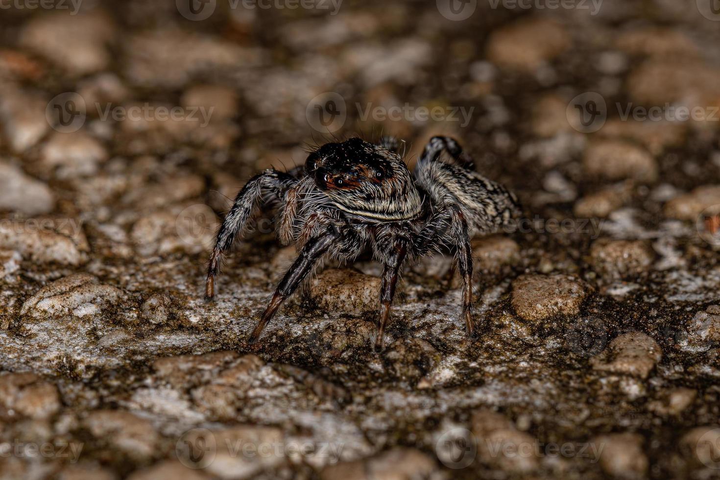 pequeña araña saltadora foto