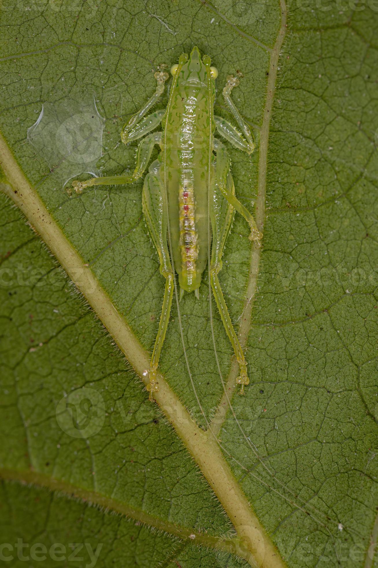Common Conehead Nymph 9230737 Stock Photo at Vecteezy