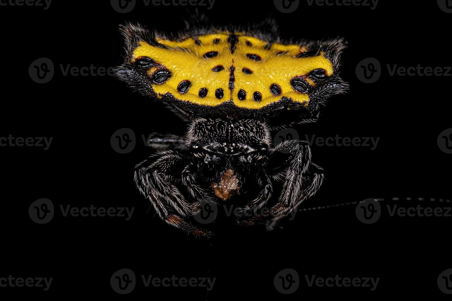 Adult Spinybacked Orbweaver photo