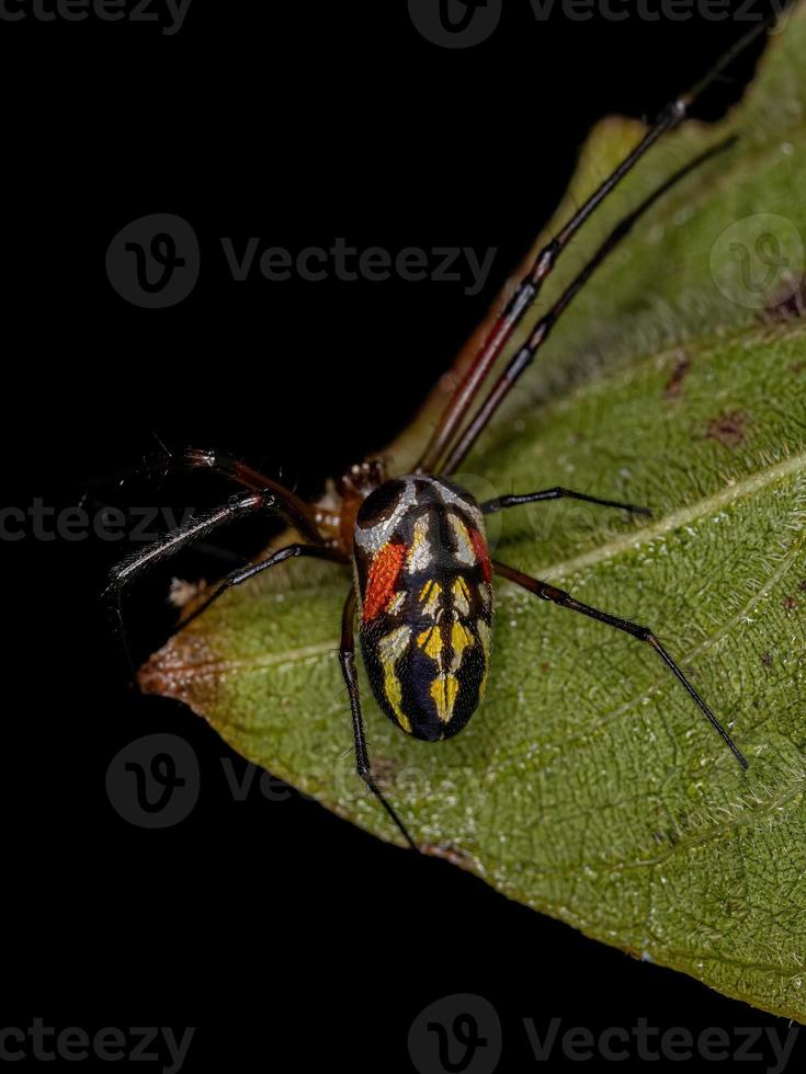 Small Orchard Spider photo