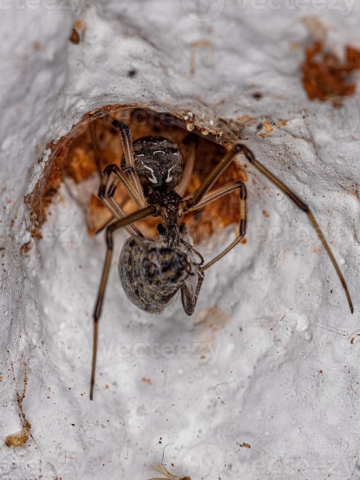 Female Adult Brown Widow photo