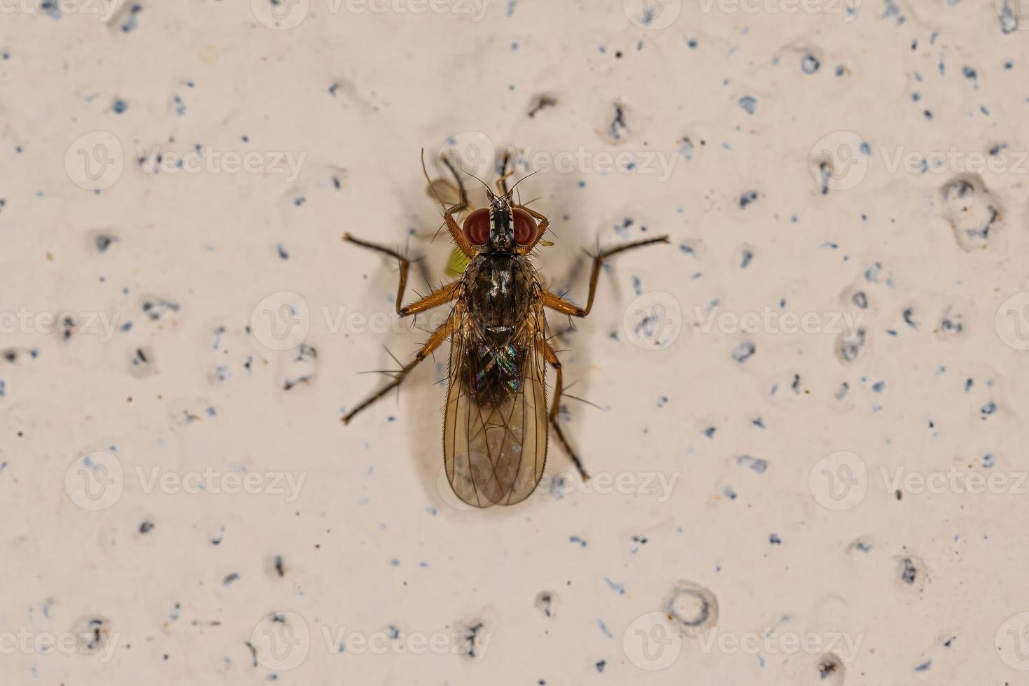Adult Muscoid Fly preying on a Adult Non-biting Midge photo