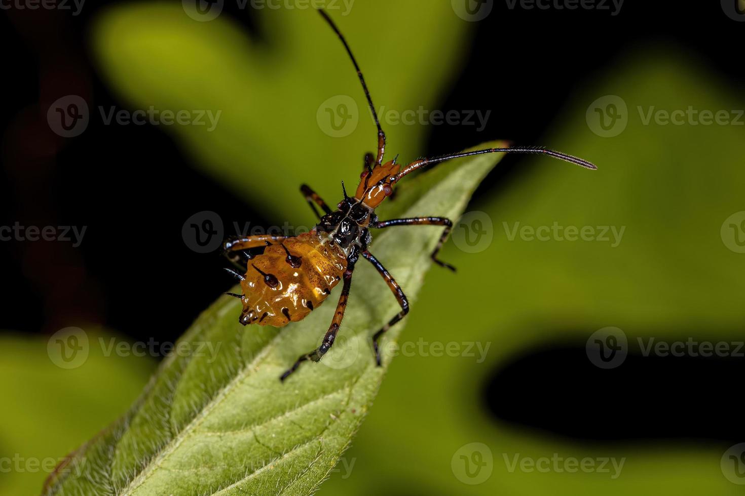 Leaf footed Bug Nymph photo