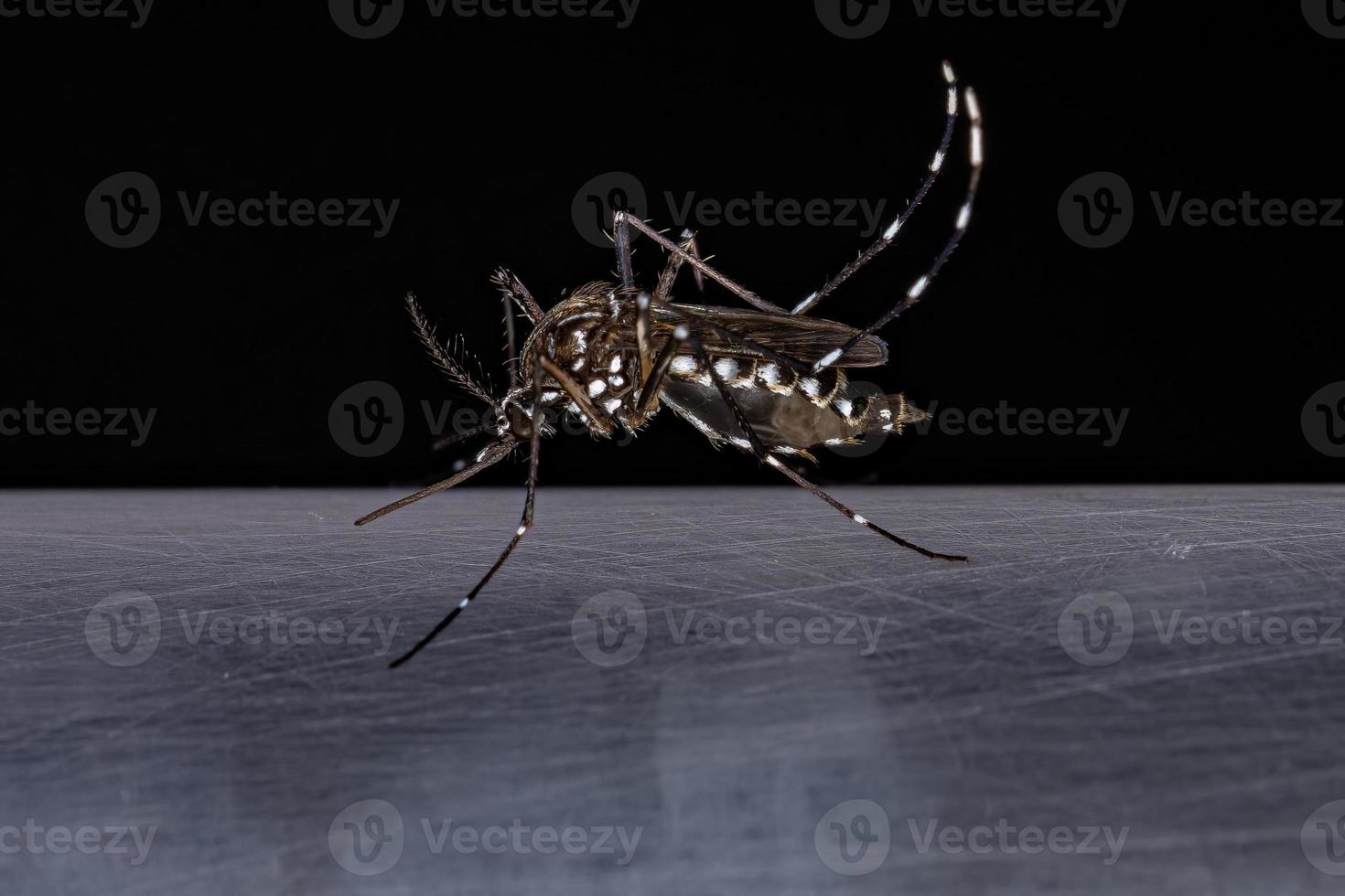 Adult Female Yellow Fever Mosquito photo
