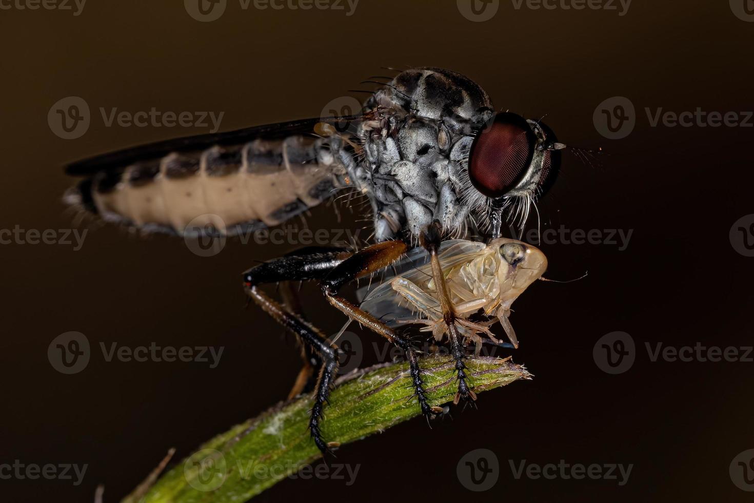 Adult Robber Fly photo