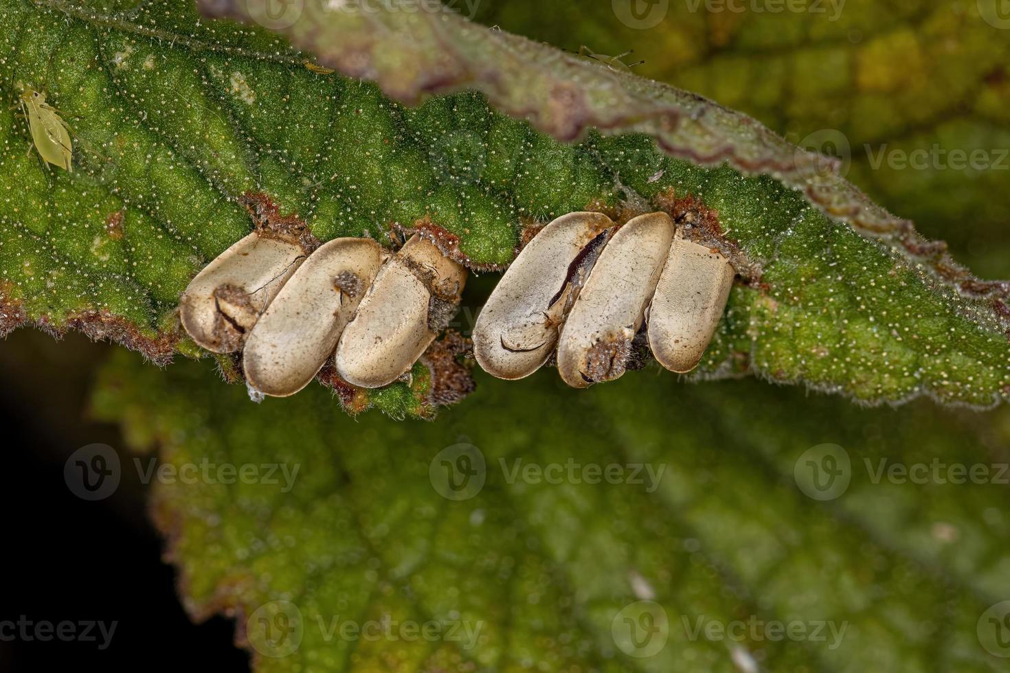 Leaf Katydid hatched Eggs photo