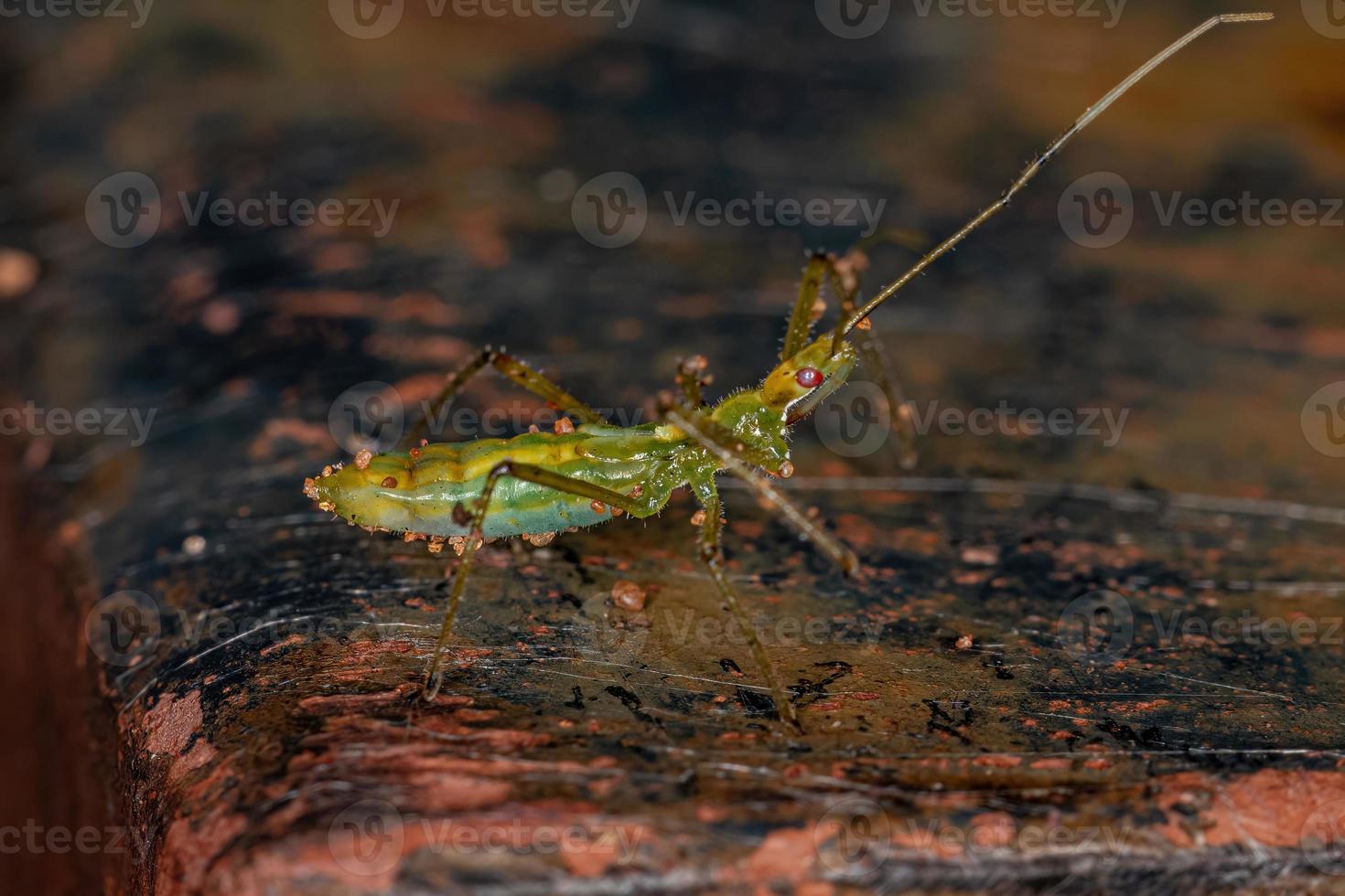 Assassin Bug Nymph photo