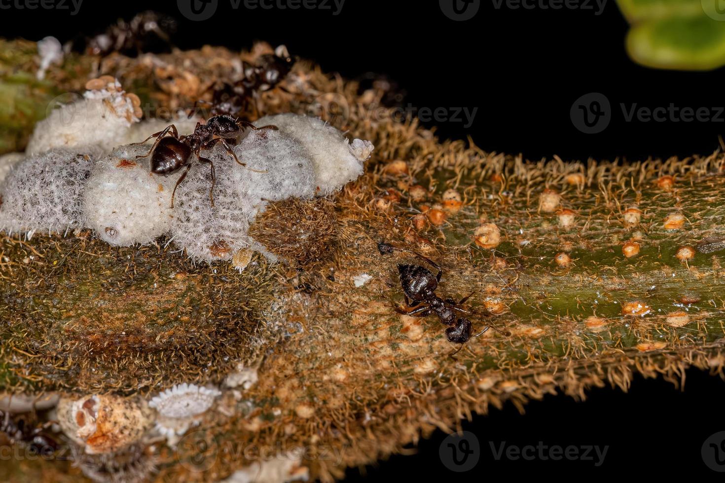 hormigas de cóctel hembras adultas con pequeños insectos cochinillas foto