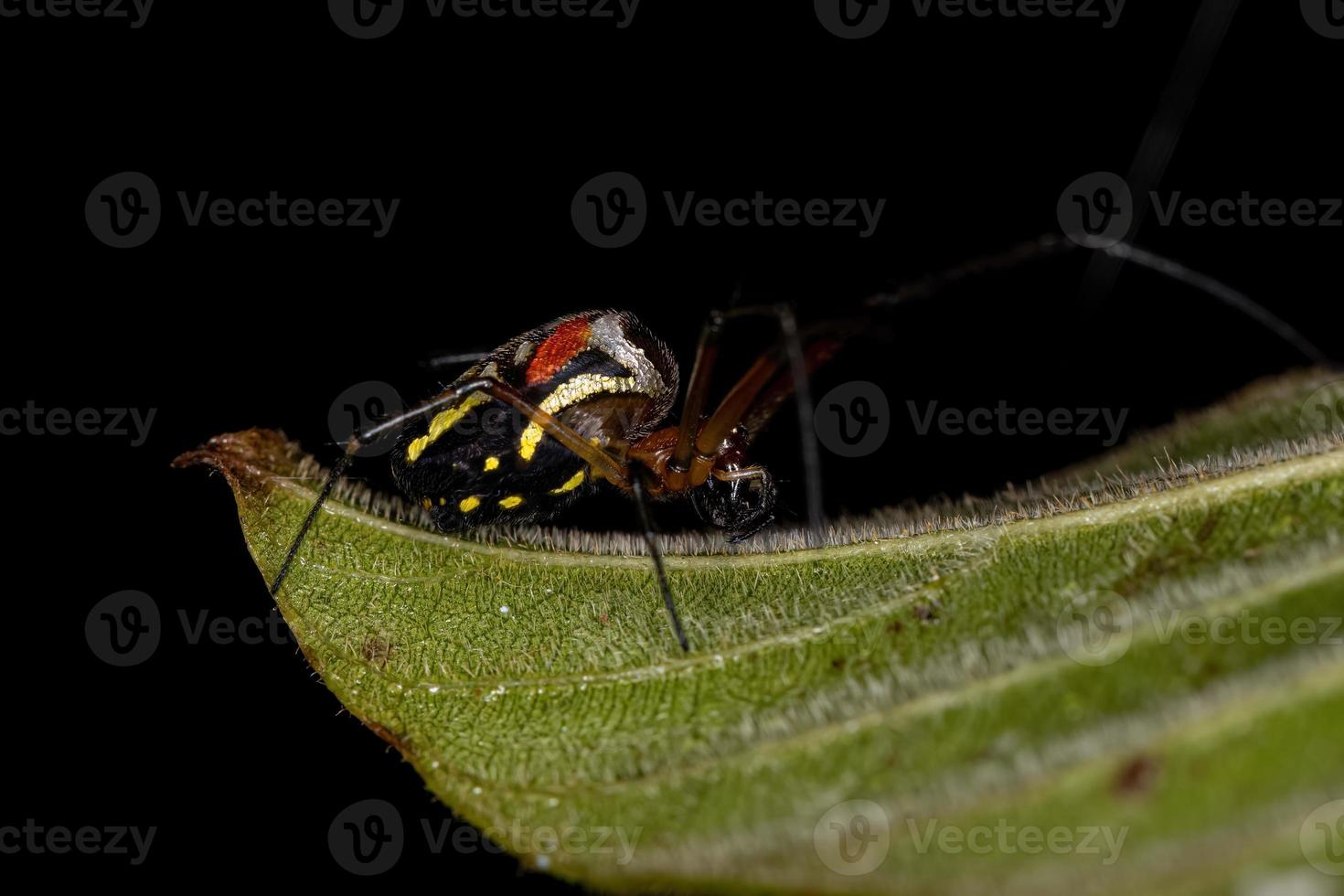 pequeña araña de huerta foto