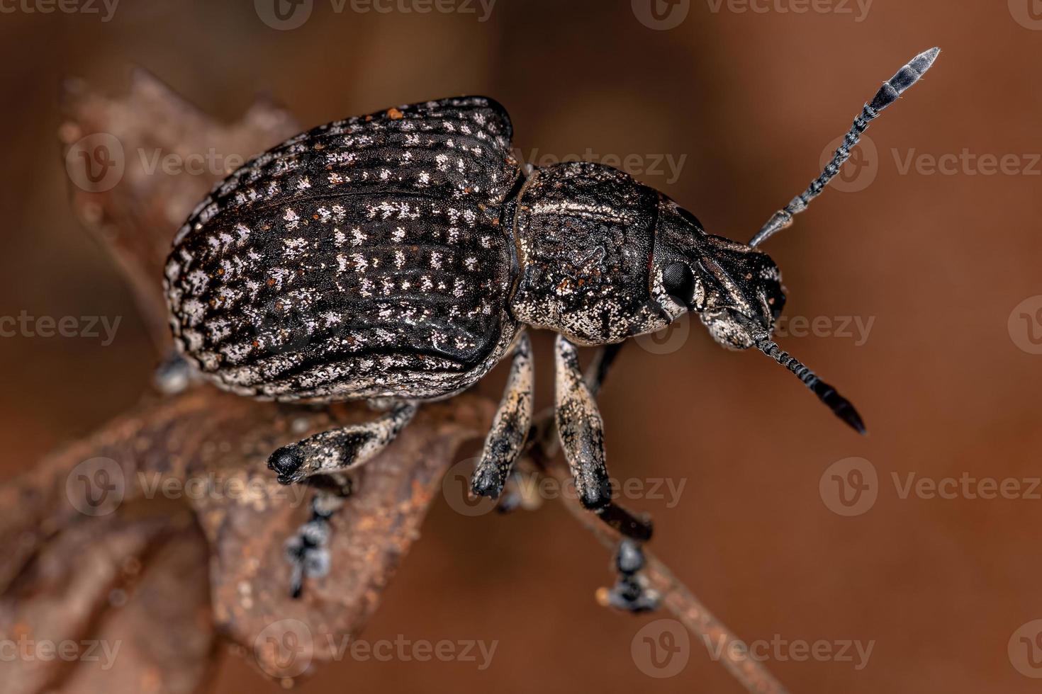 Adult White Broad-nosed Weevil Beetle photo