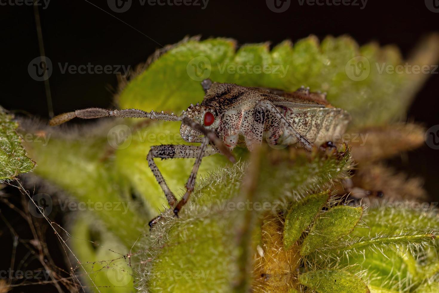 pequeño insecto de patas de hoja foto