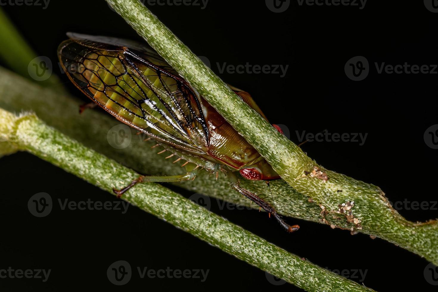 Adult Typical Leafhopper 9231246 Stock Photo at Vecteezy