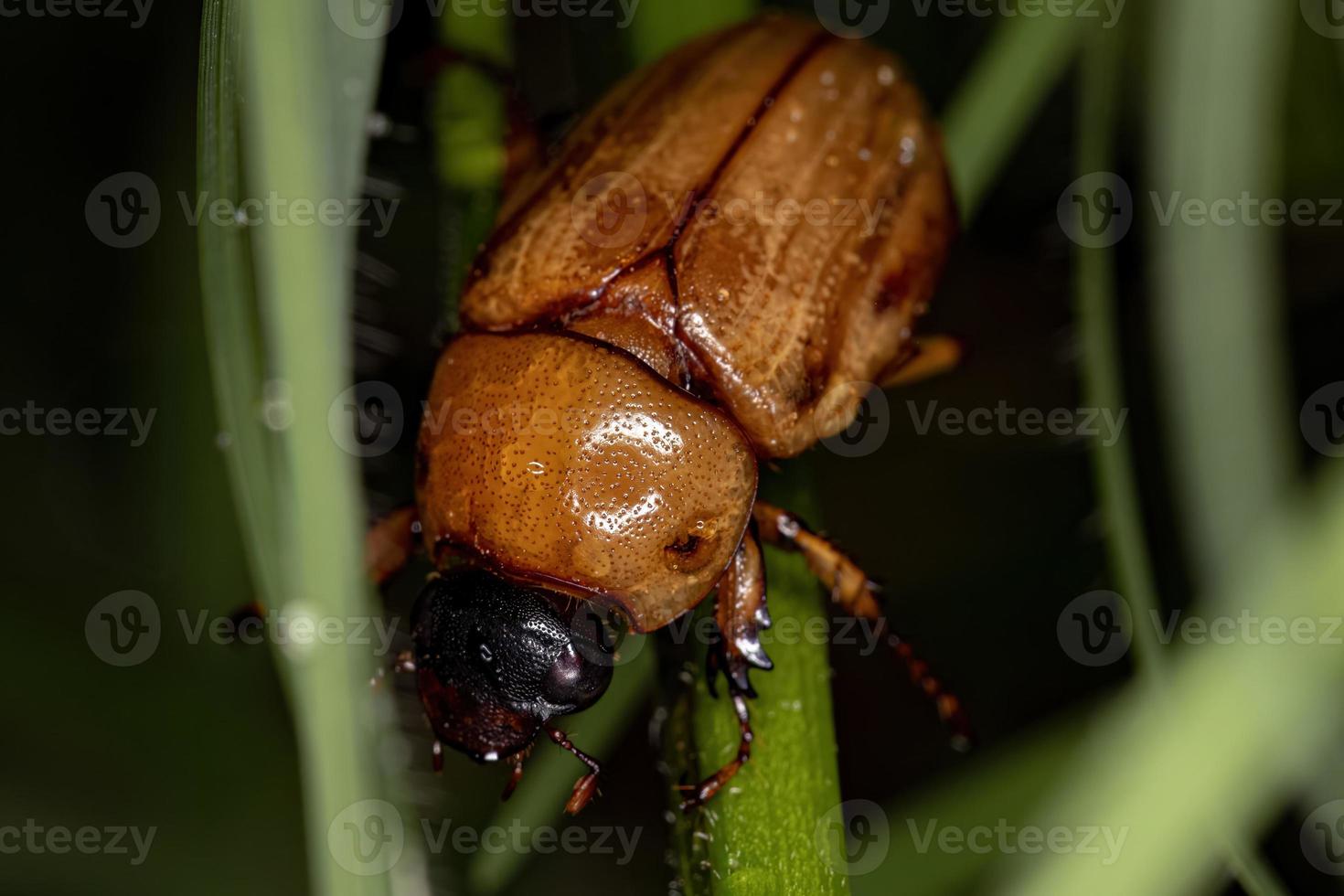 chafer enmascarado adulto foto