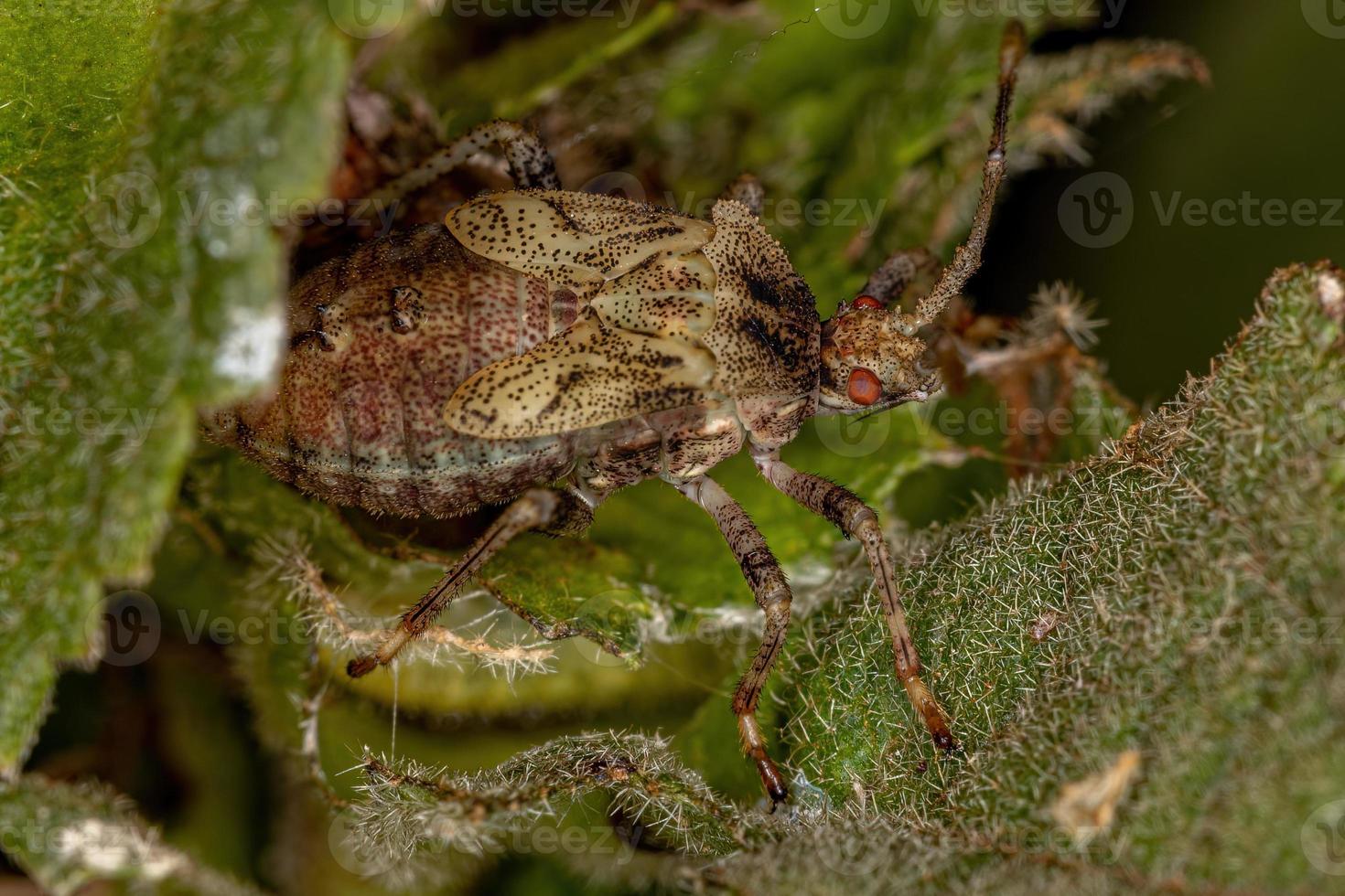 pequeño insecto de patas de hoja foto