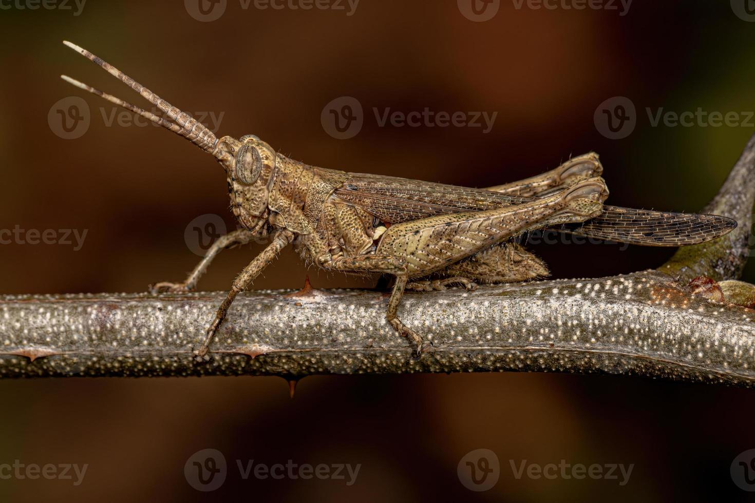 Adult Short-horned Grasshopper photo