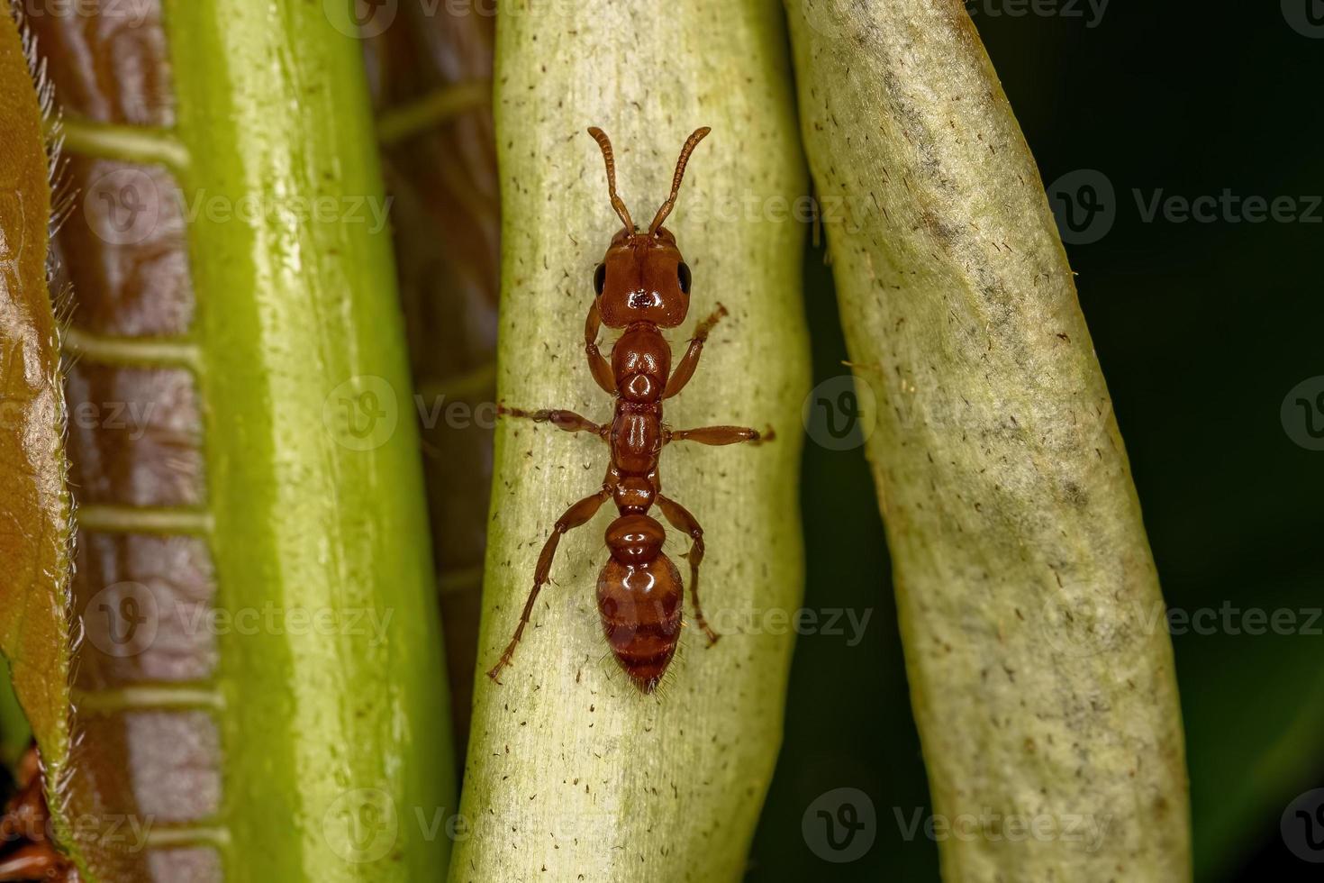hormiga ramita hembra adulta foto