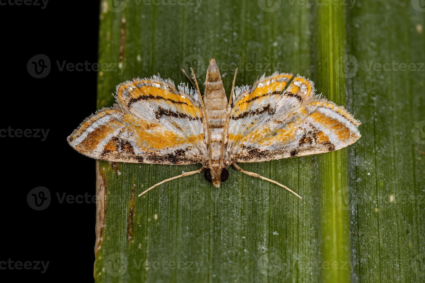 Adult Crambid Moth photo
