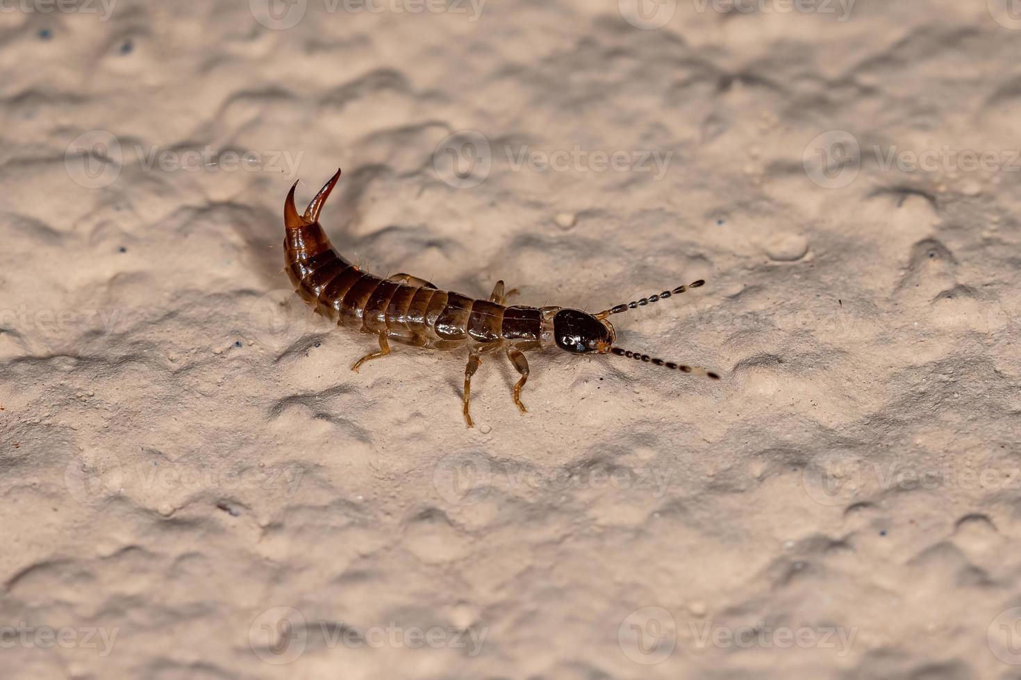 Adult Common Earwig photo