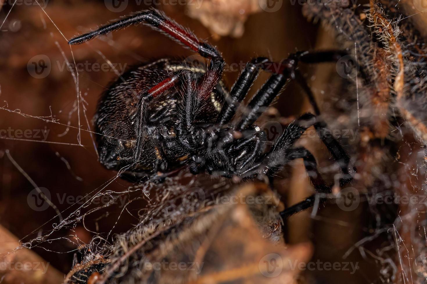 araña viuda falsa hembra adulta foto