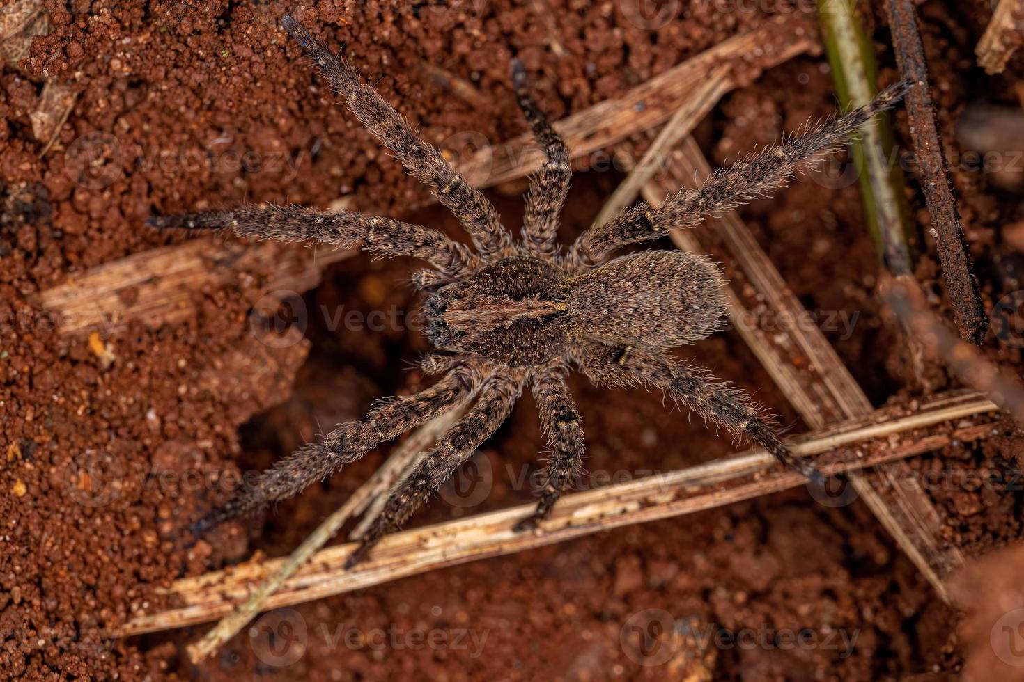 Adult Wandering Spider photo